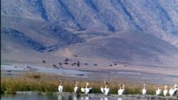 تالاب پریشان پیش از جاده سازی زیستگاه گونه های کمیاب حیات وحش ایران بود