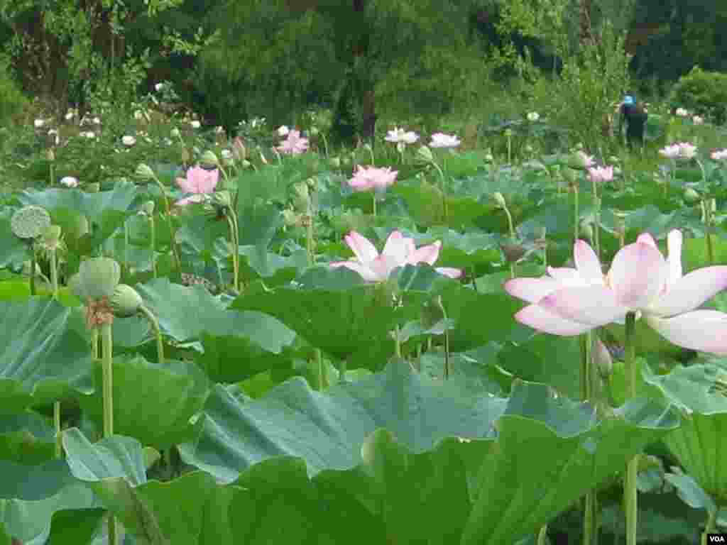 1920'lere gelindiğinde parkı binlerce kişi ziyaret eder, bunlar arasında dönemin Başkanı Calvin Coolidge ve eşi Grace de yer alır