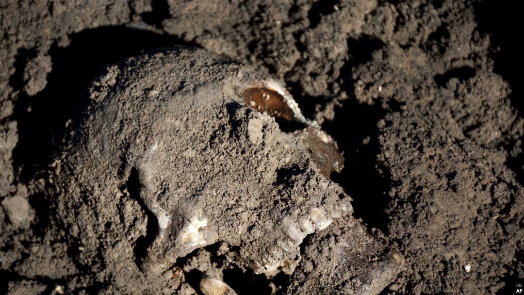 Calavera humana, en una fosa comú,n con restos de yazidíes asesinados por insurgentes del grupo extremista Estado Islámico en Sinjar, una región del norte de Irak. Foto de archivo.