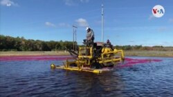 AGRICULTURA: Cultivo de arándanos recibe ayuda solar
