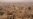Pictures of Splendors Past: Aleppo Before the War