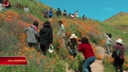 Anh túc nở rộ tại California