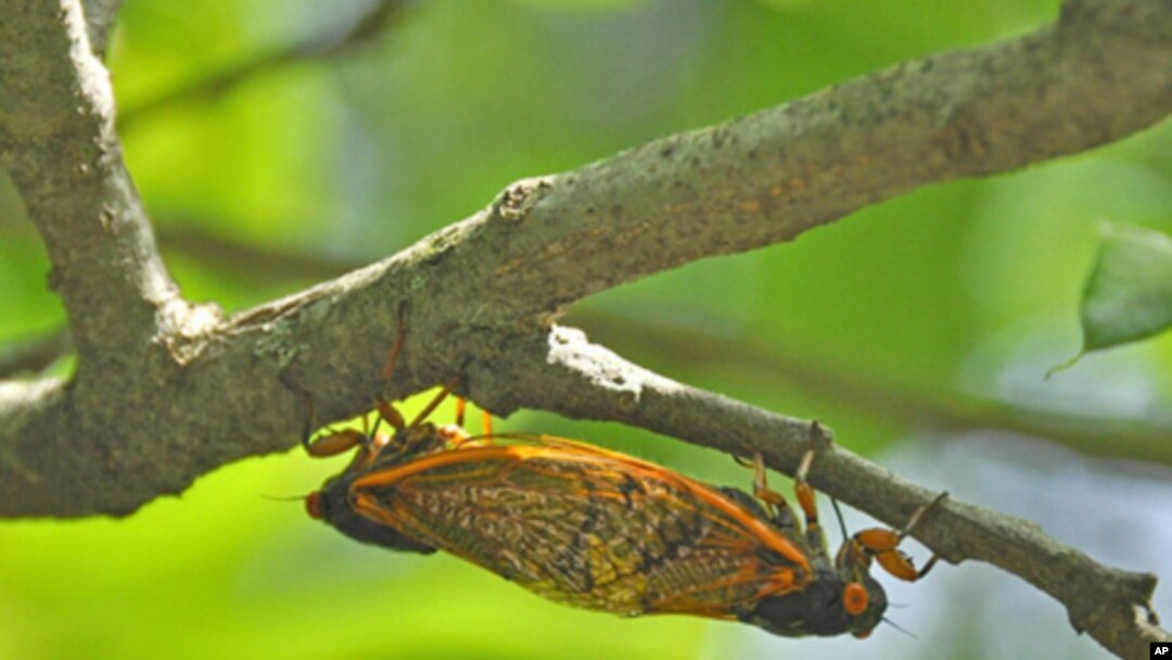 Cicadas Swarm Wide Portions of US