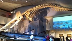 The main room of the Whaling Museum in Nantucket contains a whaleboat and a skeleton of a sperm whale