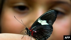 A butterfly of the family of Lepidopteros lands on the finger of a girl at the Botanic Garden Jose Celestino Mutis during an exhibition in Bogota on Sept. 14, 2011.