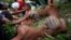 Dokter hewan Yenni Saraswati dari Program Konservasi Orangutan Sumatera (SOCP) memeriksa kondisi orangutan Sumatra yang terluka yang ditemukan oleh aktivis lingkungan di perkebunan kelapa sawit di desa Rimba Sawang, Aceh. (Foto: AP)