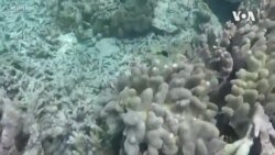 Australia Reef ...