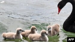 A swan looks over her four cygnets as they swim in Melbourne&#39;s Albert Park Lake, Australia.