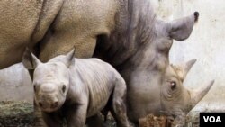 Según IUCN, el rinoceronte de Java ('Rhinoceros sondaicus') va por el mismo camino, que el rinoceronte negro.