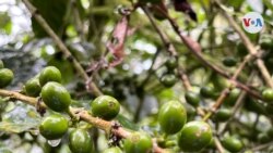 Honduras: Crisis cosecha cafetalera