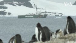 Тиша та розмови тварин: експедиція Greenpeace в Антарктику. Відео