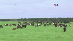 Tecnología para la industria láctea