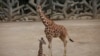 Mexico City Zoo Welcomes Second Baby Giraffe of the Year