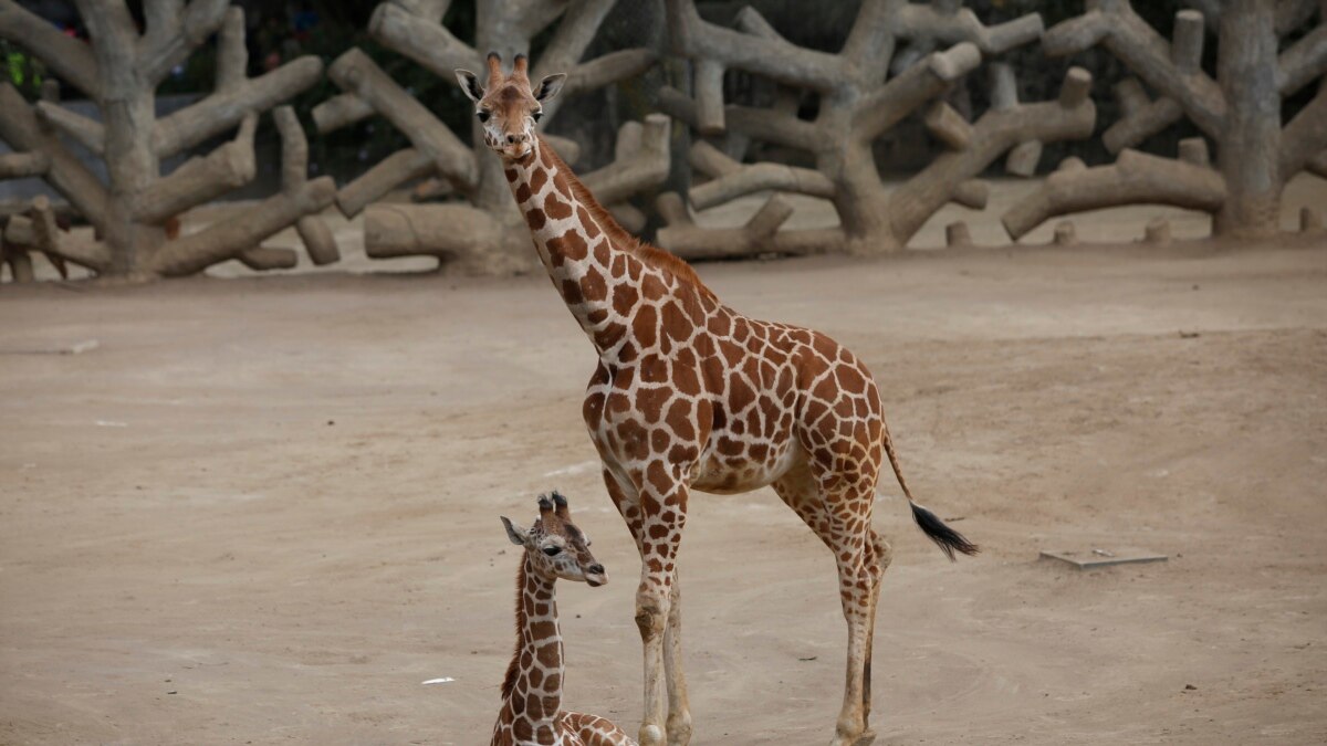Mexico City Zoo Welcomes Second Baby Giraffe of the Year