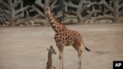 A two-month-old giraffe sits in her enclosure at the Chapultepec Zoo in Mexico City, Sunday, Dec. 29, 2019.