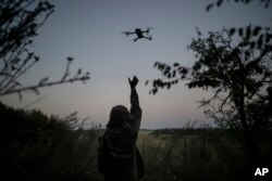 Seorang pilot drone Ukraina meraih drone pengintai di Wilayah Luhansk, Ukraina, Sabtu, 19 Agustus 2023. Tugas unit drone tersebut adalah menghancurkan alat berat, kendaraan lapis baja, dan infanteri Rusia. (Foto: AP)