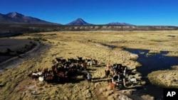 Aymara Indigenous women graze their llamas in Colchane, Chile, Monday, July 31, 2023. (AP Photo/Ignacio Munoz)