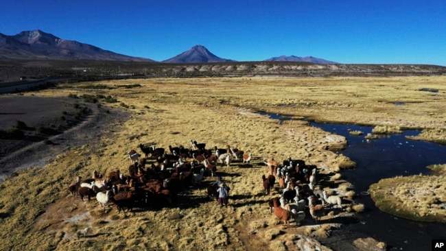 Aymara Indigenous women graze their llamas in Colchane, Chile, Monday, July 31, 2023. (AP Photo/Ignacio Munoz)