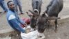 A donkey owner gives his animals healthier food in Ethiopia, where an estimated seven million donkeys are used for transporting water, wood, building materials and people.