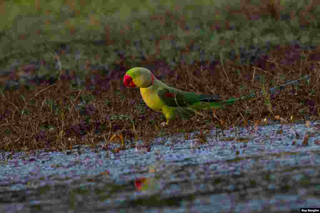 Alexandrine Parakeet is at risk in Laos, endangered in Thailand and threatened in Cambodia and also under CITES appendix II is absolutely facing the habitat loss of dry deciduous forest and chicks harvested for pets in Cambodia or to be sold in Thailand. (Photo by Suy Senglim)