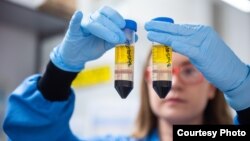 In this undated photo from the University of Oxford, a researcher works on the coronavirus vaccine developed by AstraZeneca and Oxford University. (University of Oxford/John Cairns)