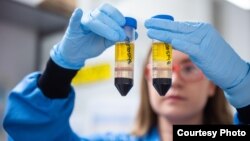 Oxford researcher works on the coronavirus vaccine developed by AstraZeneca and Oxford University. (University of Oxford/John Cairns)