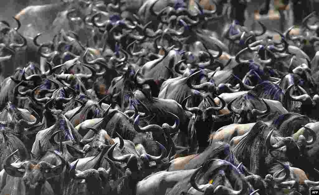 A wildebeest herd is seen during the annual wildebeest migration in the Masai Mara Game Reserve in Kenya.