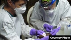 Veterinarians collect a sample from a hammer-headed fruit bat. (Credit: Wildlife Conservation Society)