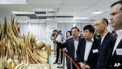 Para pejabat dan tamu, termasuk Menteri Lingkungan Hidup Hong Kong, Wong Kam-sing (kedua dari kanan) melihat gading gajah yang disita (15/5). 