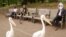 Animales se apoderan de las ciudades durante la cuarentena