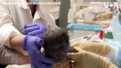 Baby Gorilla Born at Boston Zoo
