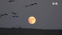 Israel Bird Migration -- USAGM