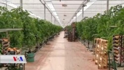 Li Tavxaneya Firîngîyan Piranî Jin Dişuxulin