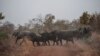 ARCHIVES - Des éléphants passent une route dans le parc national de Pendjari, le 10 janvier 2018.