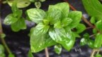 Making a Mint