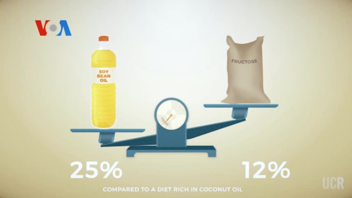 Soybean Oil Causes More Weight Gain Than Fructose