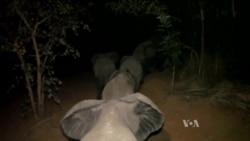 Malawi Relocates 500 Elephants