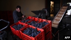 FILE - A worker unpacks boxes of Nebbiolo grapes, used to make Barolo wine, for processing at the Andrea Oberto vineyard in the Langhe countryside, in La Morra, northwestern Italy, on October 9, 2024.