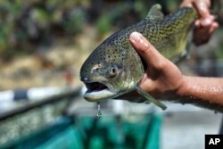 FILE - This August 2017 photo provided by the U.S. Fish and Wildlife Service shows a winter-run Chinook salmon.