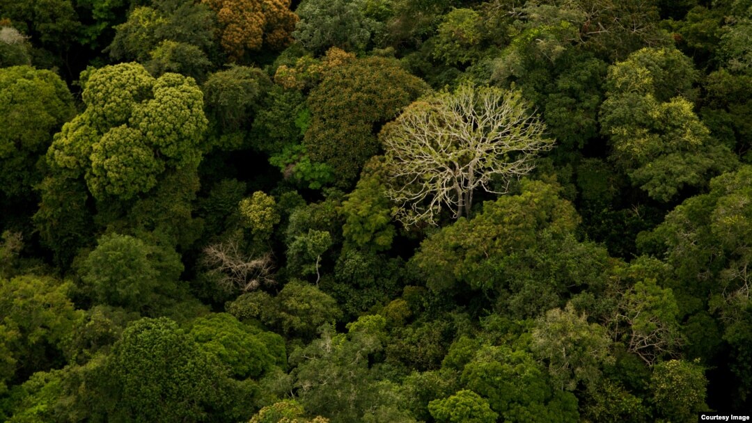 Gabon, koji je gotovo ceo prekriven prašumom je jedno od retkih mesta na svetu gde se prašuma proteže do plaže (Credit: ©Wild-Touch, Sarah Del Ben, 2012)