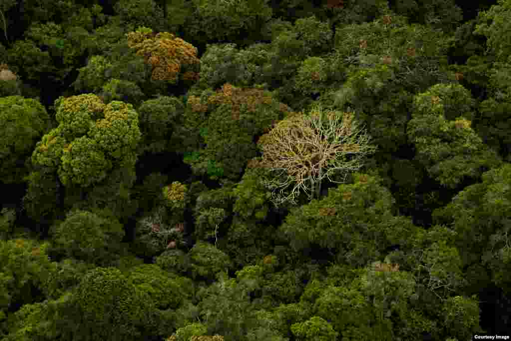 Gabon, which is covered nearly entirely by rainforest, is one of few places on Earth where a primary tropical rainforest extends all the way to the beach. (Credit: ©Wild-Touch, Sarah Del Ben, 2012)
