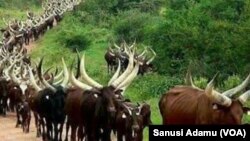 Wasu shanun makiyaya 