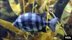 A striped beakfish that hitchhiked across the Pacific Ocean via a probable tsunami wreck now swims at the Oregon Coast Aquarium. (T. Banse/VOA)