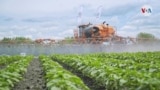 Estudio muestra que exposición de pesticida neurotóxico afecta particularmente a latinos y niños