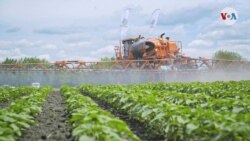 Estudio muestra que exposición a pesticida neurotóxico afecta particularmente a latinos y niños