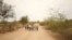 Students walk home from school in the outskirts of Badme, territorial dispute town between Eritrea and Ethiopia currently occupied by Ethiopia, June 8, 2018. 