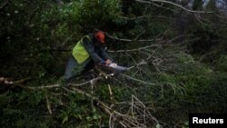 A worker clears fallen trees off a road with a chainsaw during Storm Ophelia in the County Clare area of the Burren, Ireland, Oct. 16, 2017. 