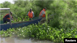 Dominic Wanjihia Kahumbu, head of Biogas International, harvesting water hyacinth from Lake Victoria in Kenya. July 27, 2021.