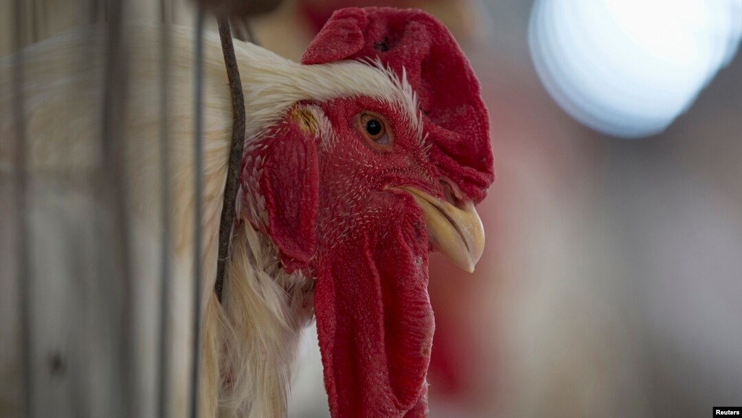 Replaceable? Could be. The Modern Agriculture Foundation hopes "cultured meat" will one day replace the raising of animals for slaughter.