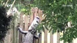 Аллигатор-верхолаз и другие опасности